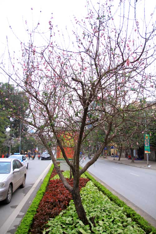 Ngắm con đường hoa đào #039;độc nhất#039; giữa Thủ đô - 1