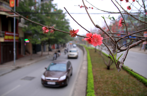 Ngắm con đường hoa đào #039;độc nhất#039; giữa Thủ đô - 12