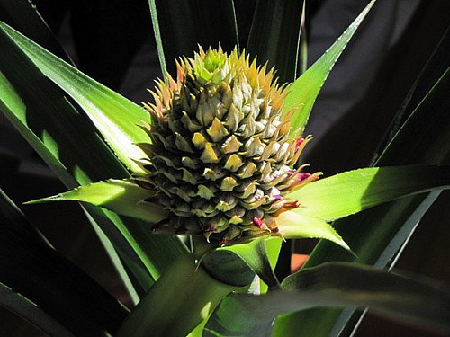 Dứa cảnh trồng bát thơm mát cả nhà - 11