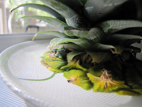 Dứa cảnh trồng bát thơm mát cả nhà - 5