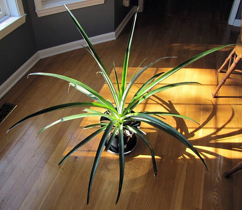 Dứa cảnh trồng bát thơm mát cả nhà - 9