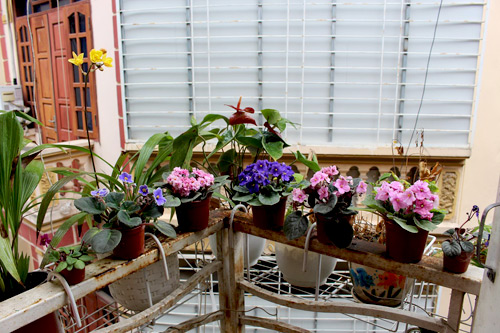 Triệu phú của trăm cây hoa đẹp - độc - lạ ở Hà Nội - 1