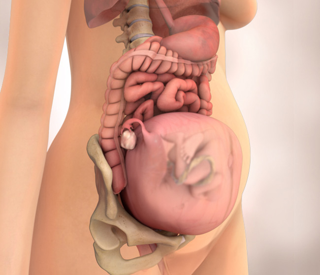 Tuần 21: Chúc mừng mẹ đã bước sang giai đoạn thứ 2 của thai kỳ. Tử cung mở rộng khoảng 3cm. Vào tuần này, những vết rạn da có thể đã xuất hiện trên ngực và bụng. Những cử động của con yêu cũng ngày một rõ nét hơn.
