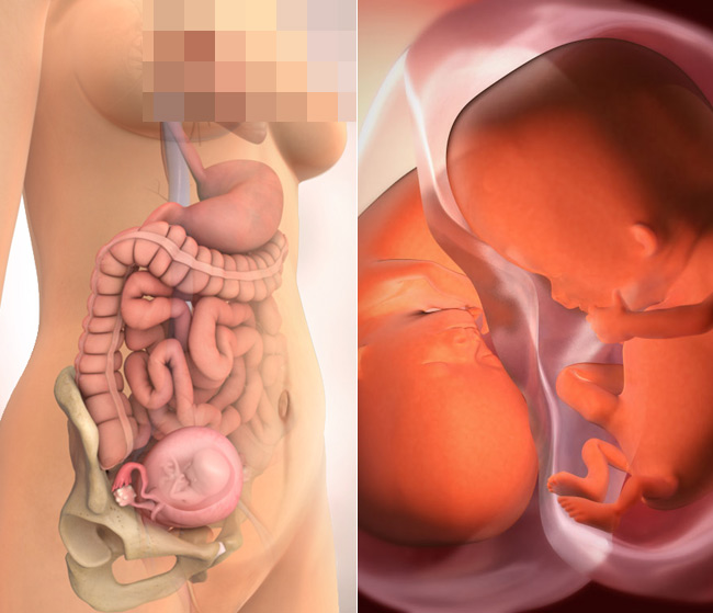 Tuần 10: Đây là hình ảnh rõ rét về cặp song thai tuần thứ 10 trong bụng bầu của mẹ.
