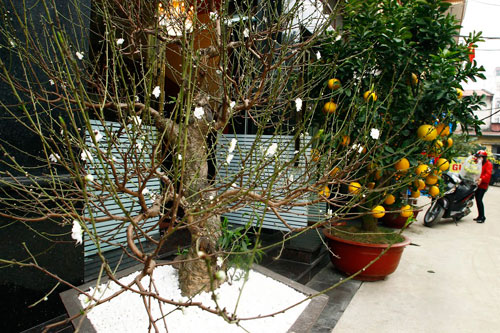 Đào tuyết cổ thụ độc nhất của nữ đại gia Hà thành - 1