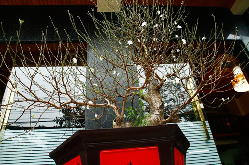 Đào tuyết cổ thụ độc nhất của nữ đại gia Hà thành - 3