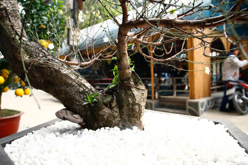 Đào tuyết cổ thụ độc nhất của nữ đại gia Hà thành - 4