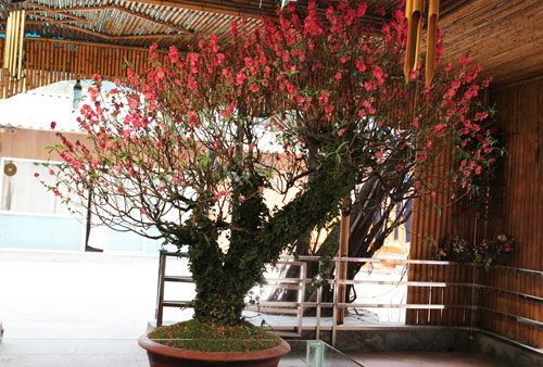 Đào tuyết cổ thụ độc nhất của nữ đại gia Hà thành - 8