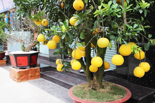 Đào tuyết cổ thụ độc nhất của nữ đại gia Hà thành - 9