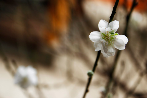 Đào tuyết cổ thụ độc nhất của nữ đại gia Hà thành - 6