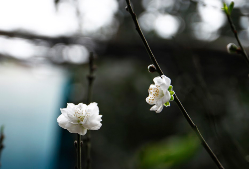 Đào tuyết cổ thụ độc nhất của nữ đại gia Hà thành - 7