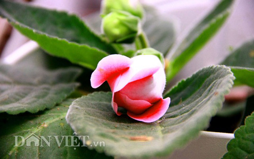 Vườn hoa xuân tuyệt đẹp trên ban công 15m vuông - 11