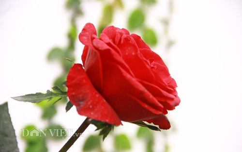 Vườn hoa xuân tuyệt đẹp trên ban công 15m vuông - 12