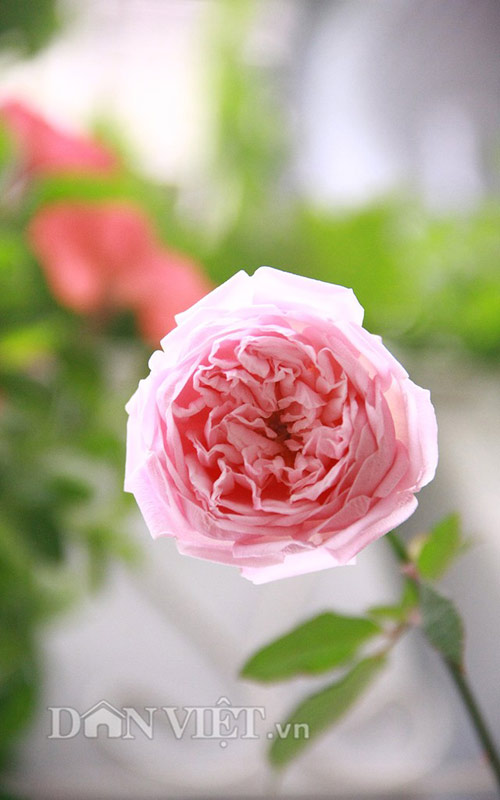 Vườn hoa xuân tuyệt đẹp trên ban công 15m vuông - 13