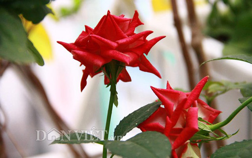 Vườn hoa xuân tuyệt đẹp trên ban công 15m vuông - 14