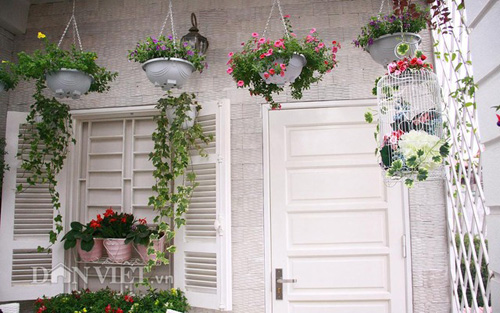 Vườn hoa xuân tuyệt đẹp trên ban công 15m vuông - 3