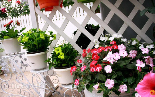 Vườn hoa xuân tuyệt đẹp trên ban công 15m vuông - 4