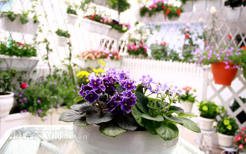 Vườn hoa xuân tuyệt đẹp trên ban công 15m vuông - 5