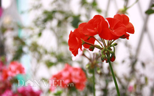 Vườn hoa xuân tuyệt đẹp trên ban công 15m vuông - 6