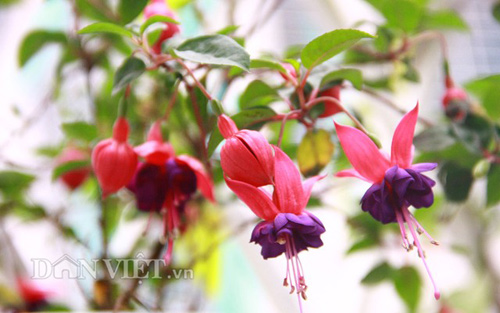 Vườn hoa xuân tuyệt đẹp trên ban công 15m vuông - 7