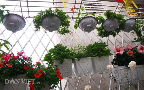 Vườn hoa xuân tuyệt đẹp trên ban công 15m vuông - 9