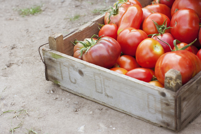 1. Cà chua

Cà chua ngon và bổ dưỡng nhất khi chín, nhưng đặt chúng trong tủ lạnh có thể làm dừng hẳn lại quá trình chín của nó. Khi lưu trữ cà chua trong tủ lạnh, độ lạnh sẽ phá hỏng kết cấu trong quả cà chua và làm cho cà chua bị bở. Hãy cố gắng mua cà chua tươi mỗi khi bạn cần và chỉ mua vừa đủ.


