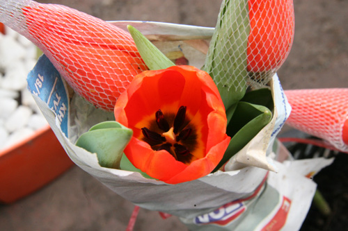 Tulip Việt giá 30 nghìn hút người mua - 2