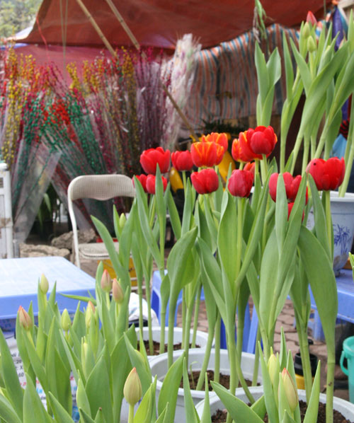 Tulip Việt giá 30 nghìn hút người mua - 1