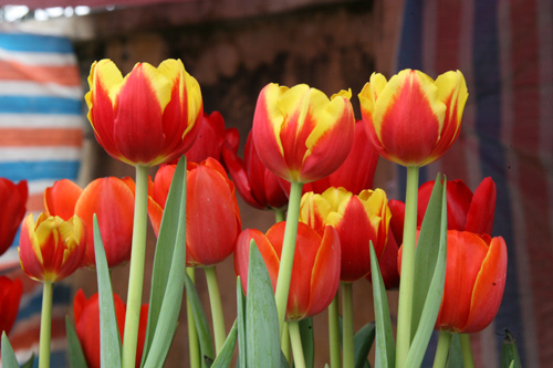 Tulip Việt giá 30 nghìn hút người mua - 10