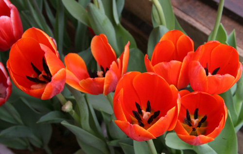 Tulip Việt giá 30 nghìn hút người mua - 12