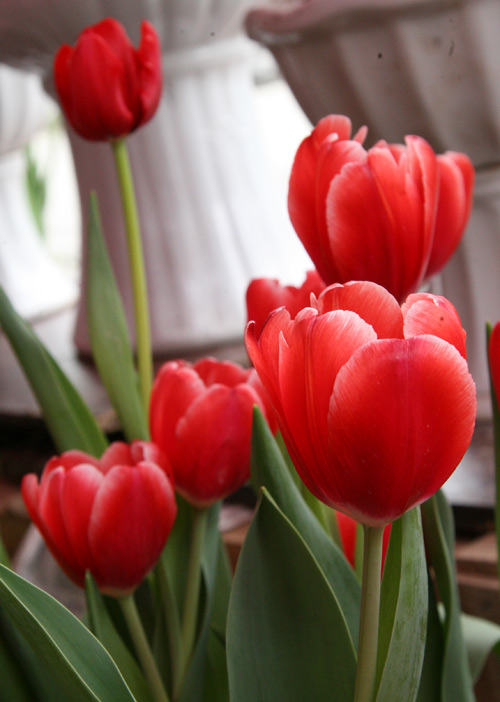 Tulip Việt giá 30 nghìn hút người mua - 9