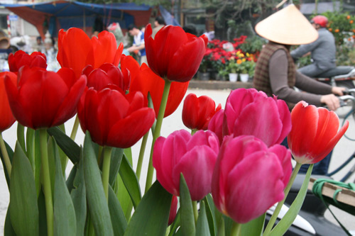 Tulip Việt giá 30 nghìn hút người mua - 7