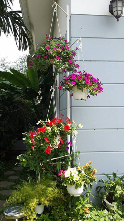 Ngắm vườn hoa tuyệt đẹp của nữ giảng viên ở TPHCM - 4