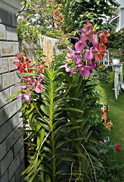 Ngắm vườn hoa tuyệt đẹp của nữ giảng viên ở TPHCM - 5