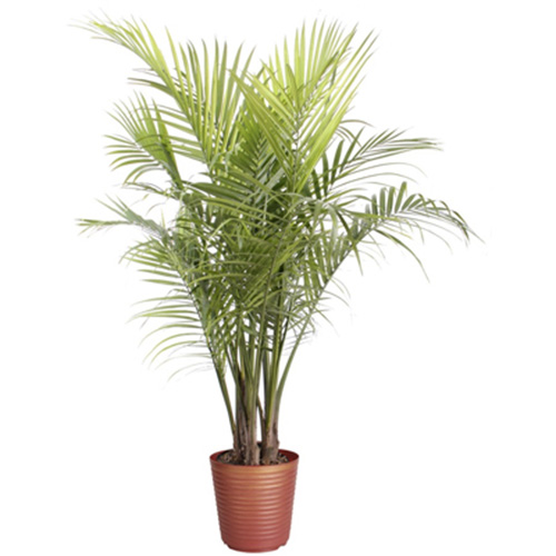 11 mẹo tự nhiên giữ nhà thơm mát quanh năm - 9