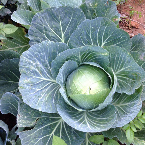 Vườn hồng đẹp như tranh của cô giáo Hà Giang - 16