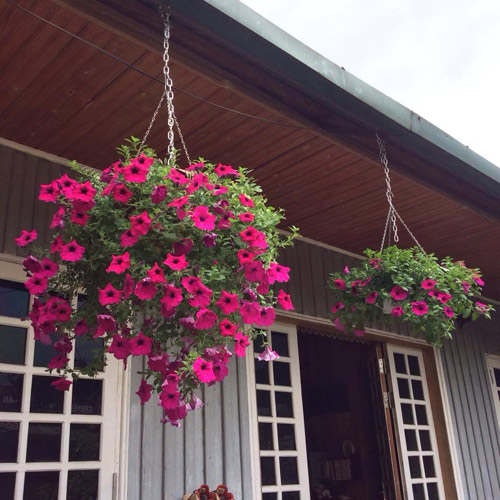 Vườn hồng đẹp như tranh của cô giáo Hà Giang - 3