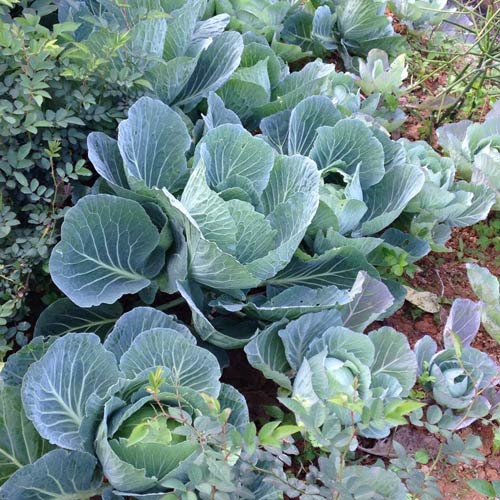 Vườn hồng đẹp như tranh của cô giáo Hà Giang - 15