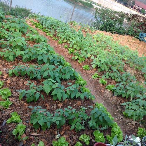 Vườn hồng đẹp như tranh của cô giáo Hà Giang - 13