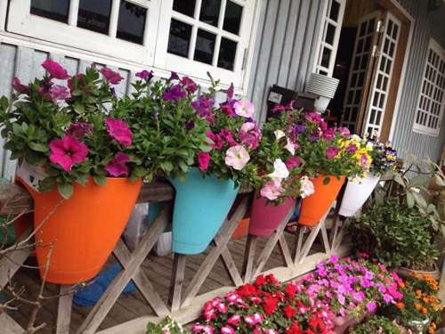 Vườn hồng đẹp như tranh của cô giáo Hà Giang - 4