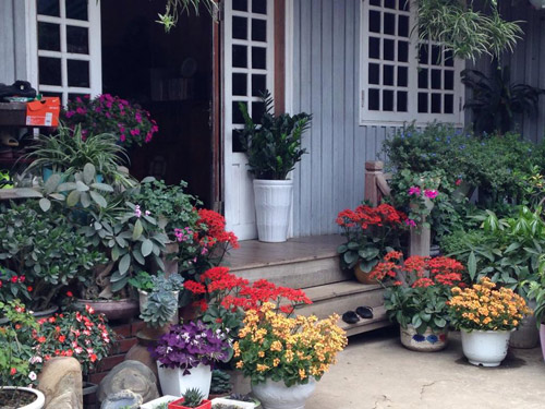 Vườn hồng đẹp như tranh của cô giáo Hà Giang - 6