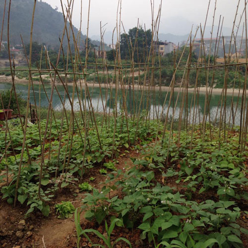 Vườn hồng đẹp như tranh của cô giáo Hà Giang - 12