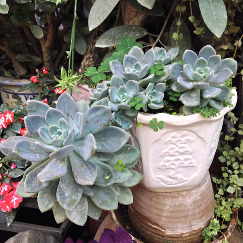 Vườn hồng đẹp như tranh của cô giáo Hà Giang - 8