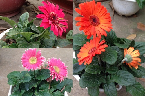 Vườn hồng đẹp như tranh của cô giáo Hà Giang - 7