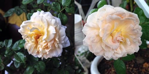 Vườn hồng đẹp như tranh của cô giáo Hà Giang - 10