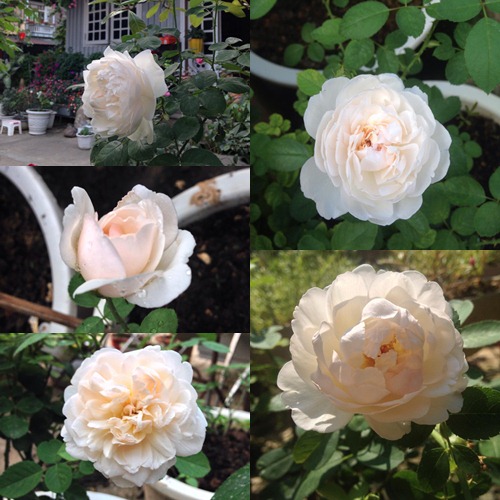 Vườn hồng đẹp như tranh của cô giáo Hà Giang - 11