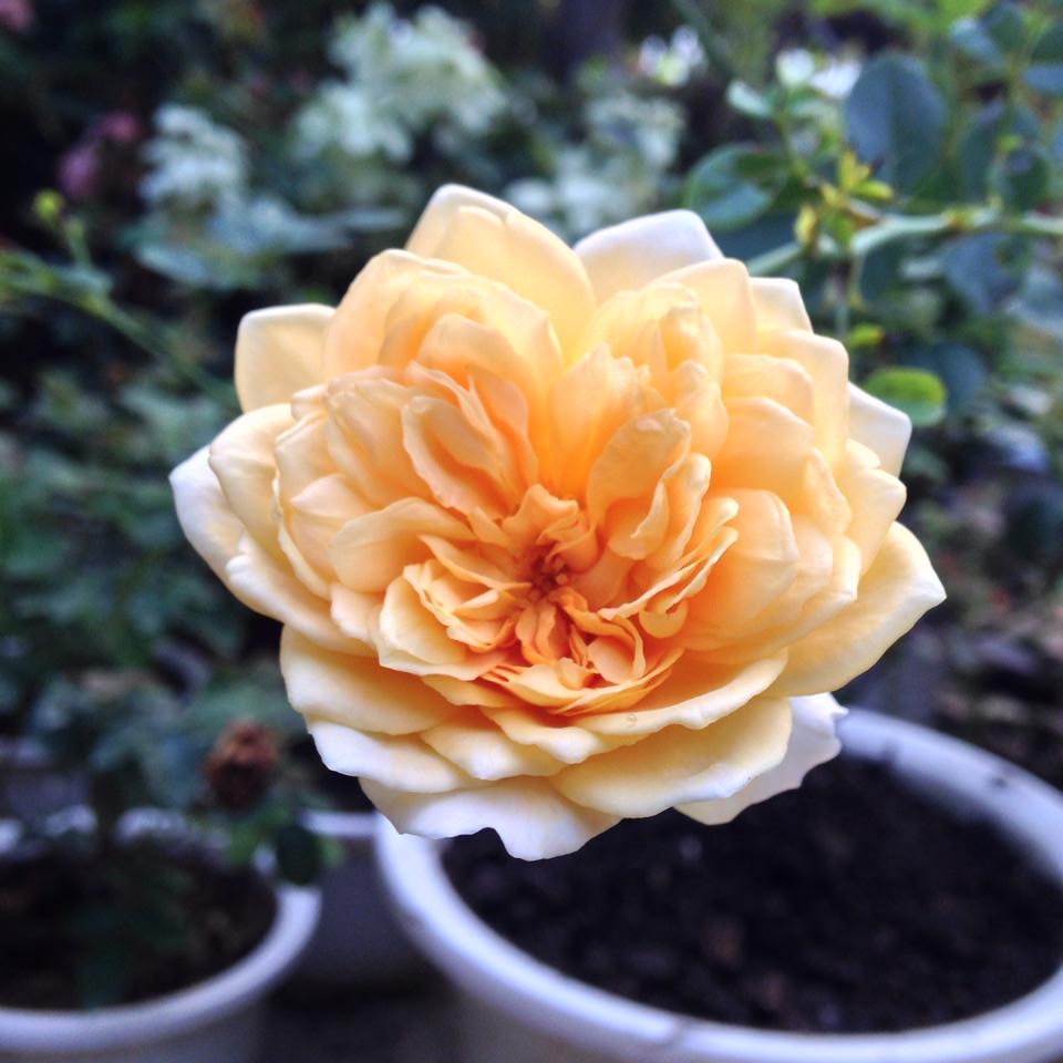 Vườn hồng đẹp như tranh của cô giáo Hà Giang - 12