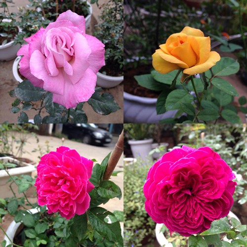 Vườn hồng đẹp như tranh của cô giáo Hà Giang - 17