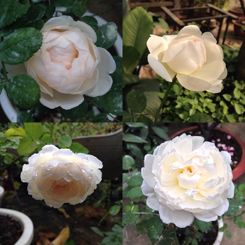 Vườn hồng đẹp như tranh của cô giáo Hà Giang - 13