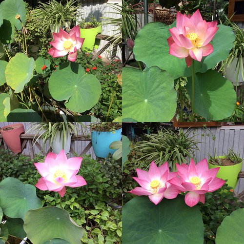 Vườn hồng đẹp như tranh của cô giáo Hà Giang - 9